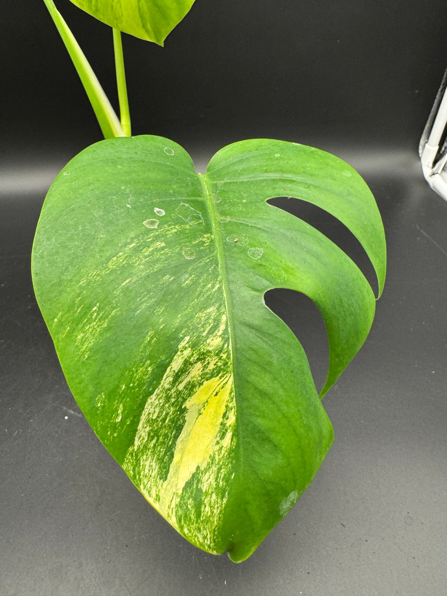 Monstera aurea variegata