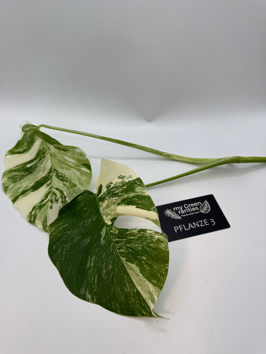 Monstera deliciosa variegata