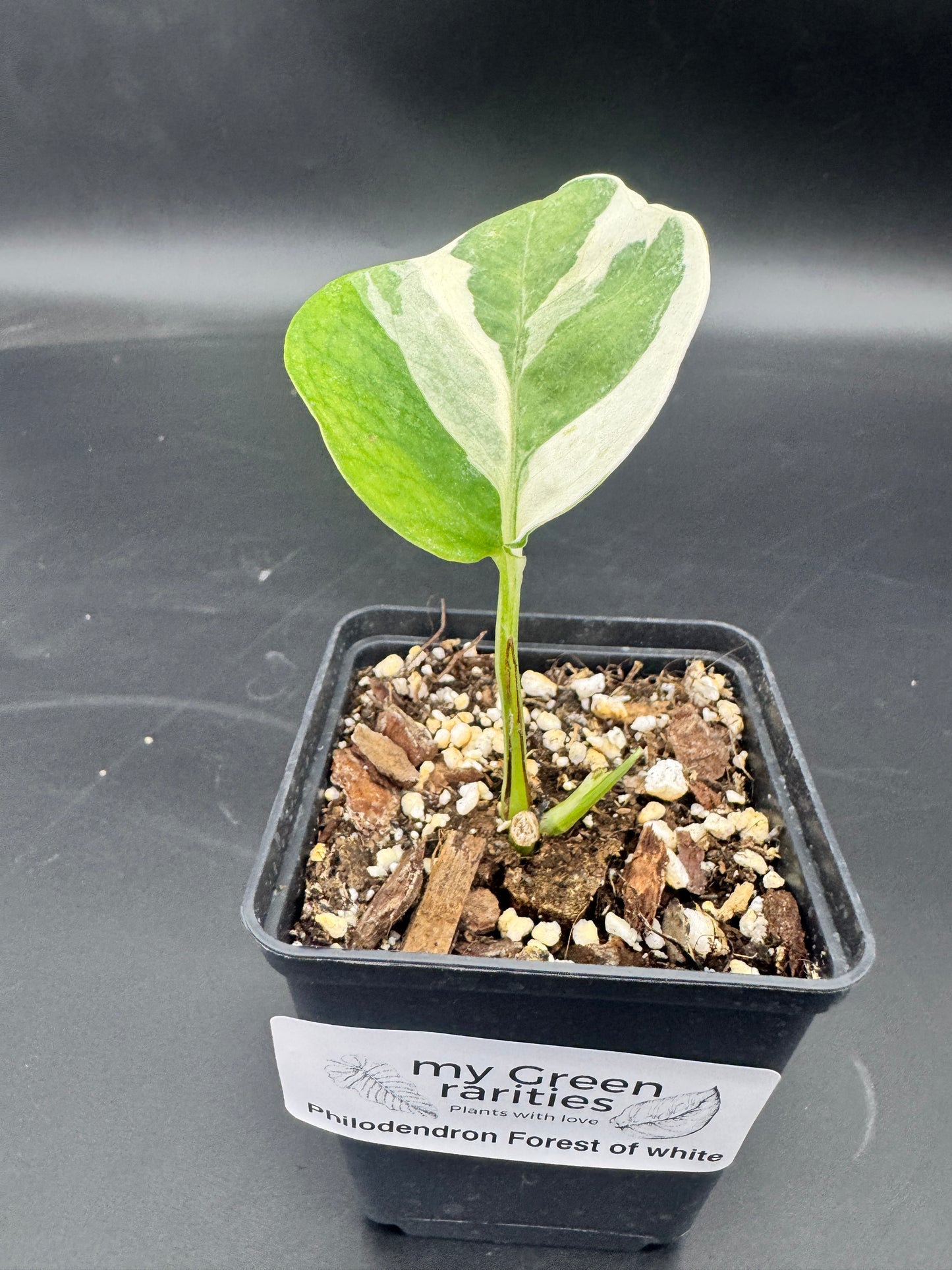 Philodendron Forrest of white