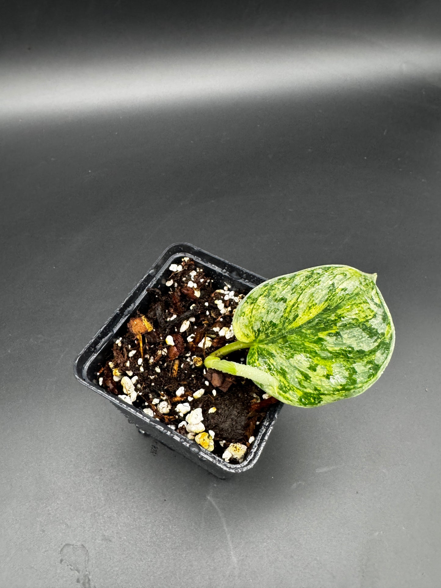 Scindapsus exotica Hologram