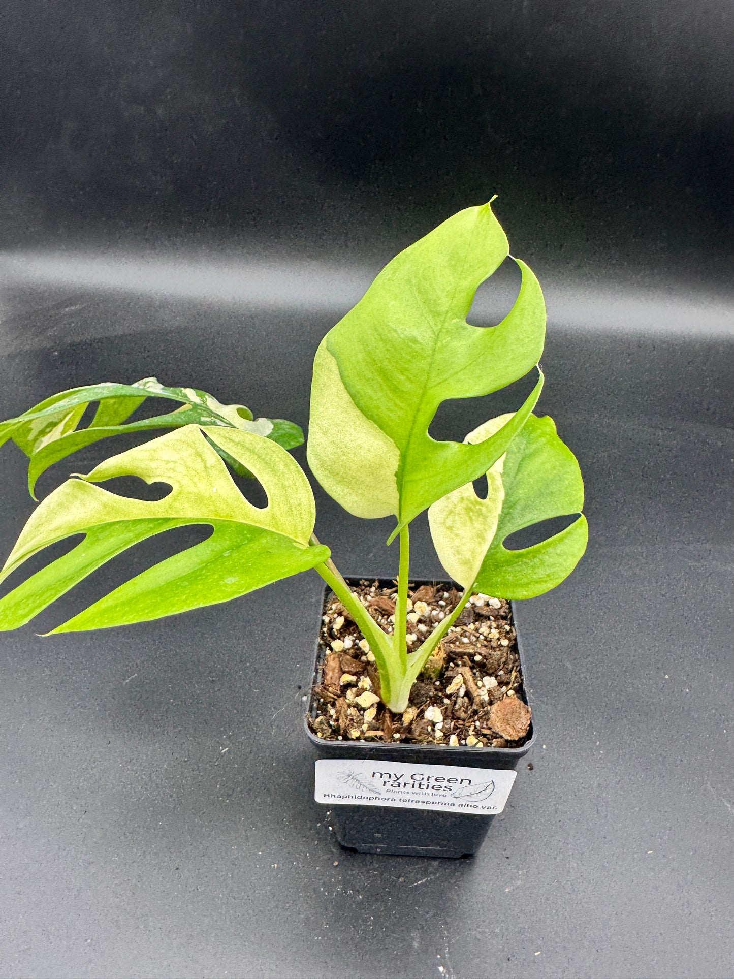Rhaphidophora tetrasperma albo variegata