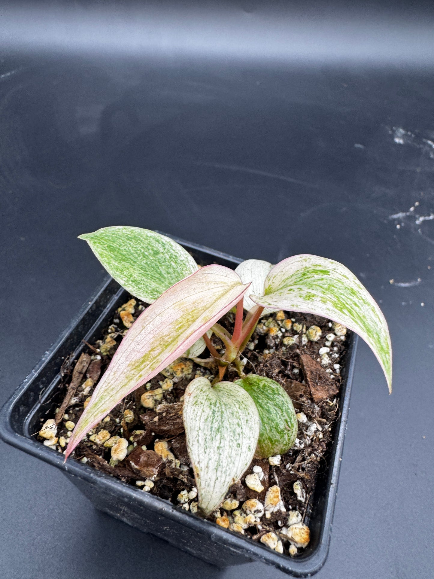 Philodendron micans pink marble variegata