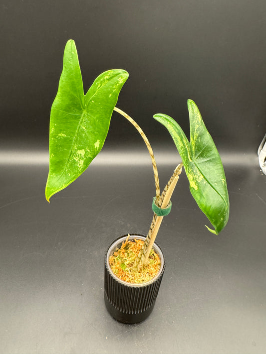 Alocasia zebrina variegata
