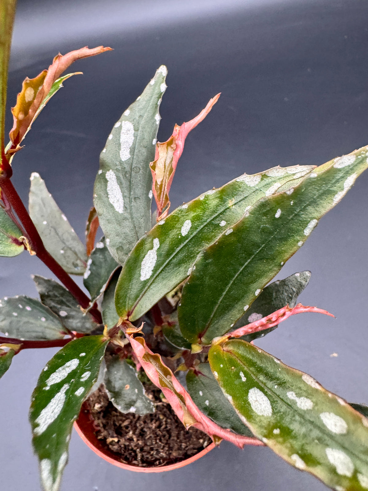 Begonia Julau Typ 2