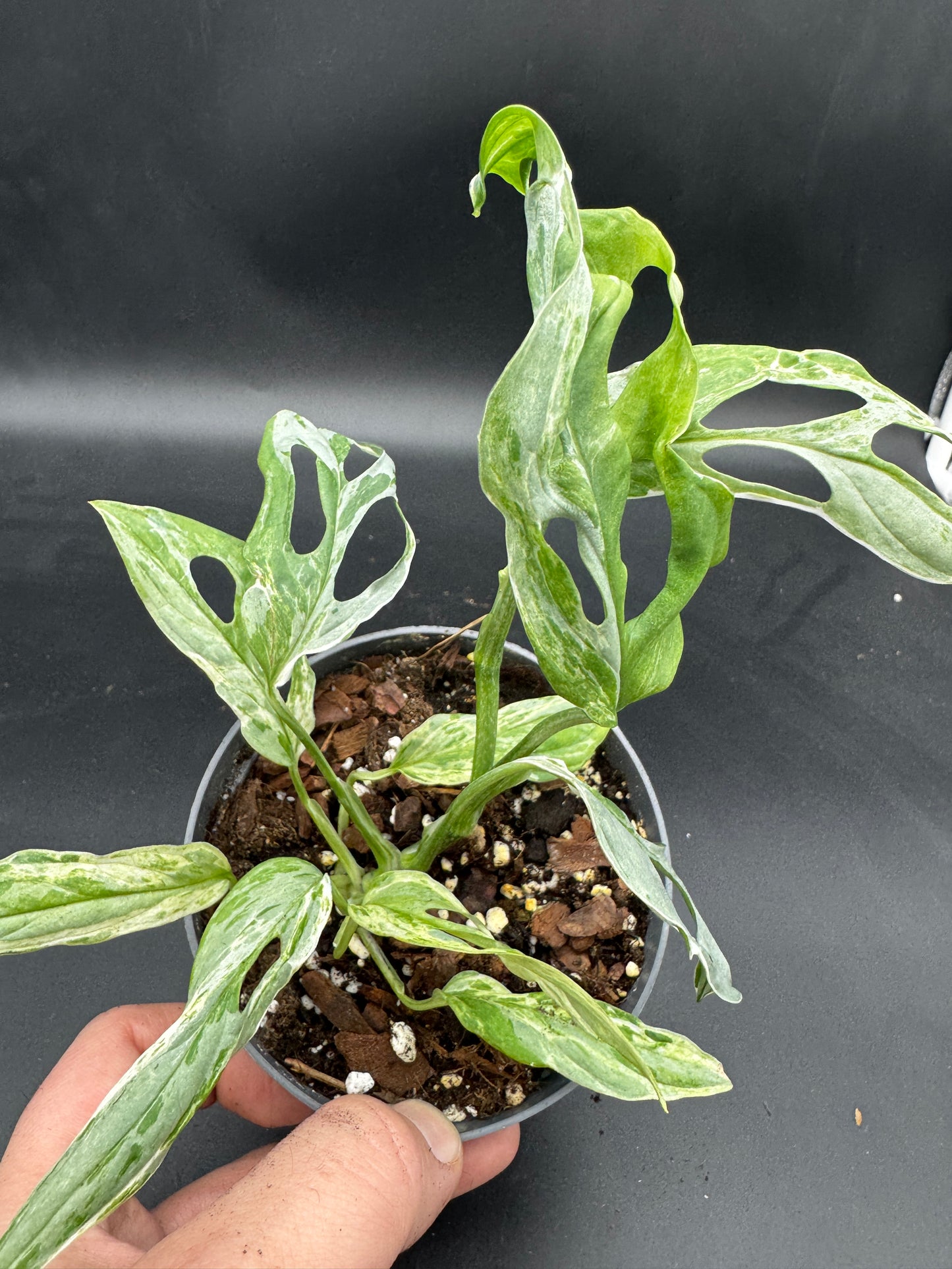 Monstera Adansonii Indonesien marble