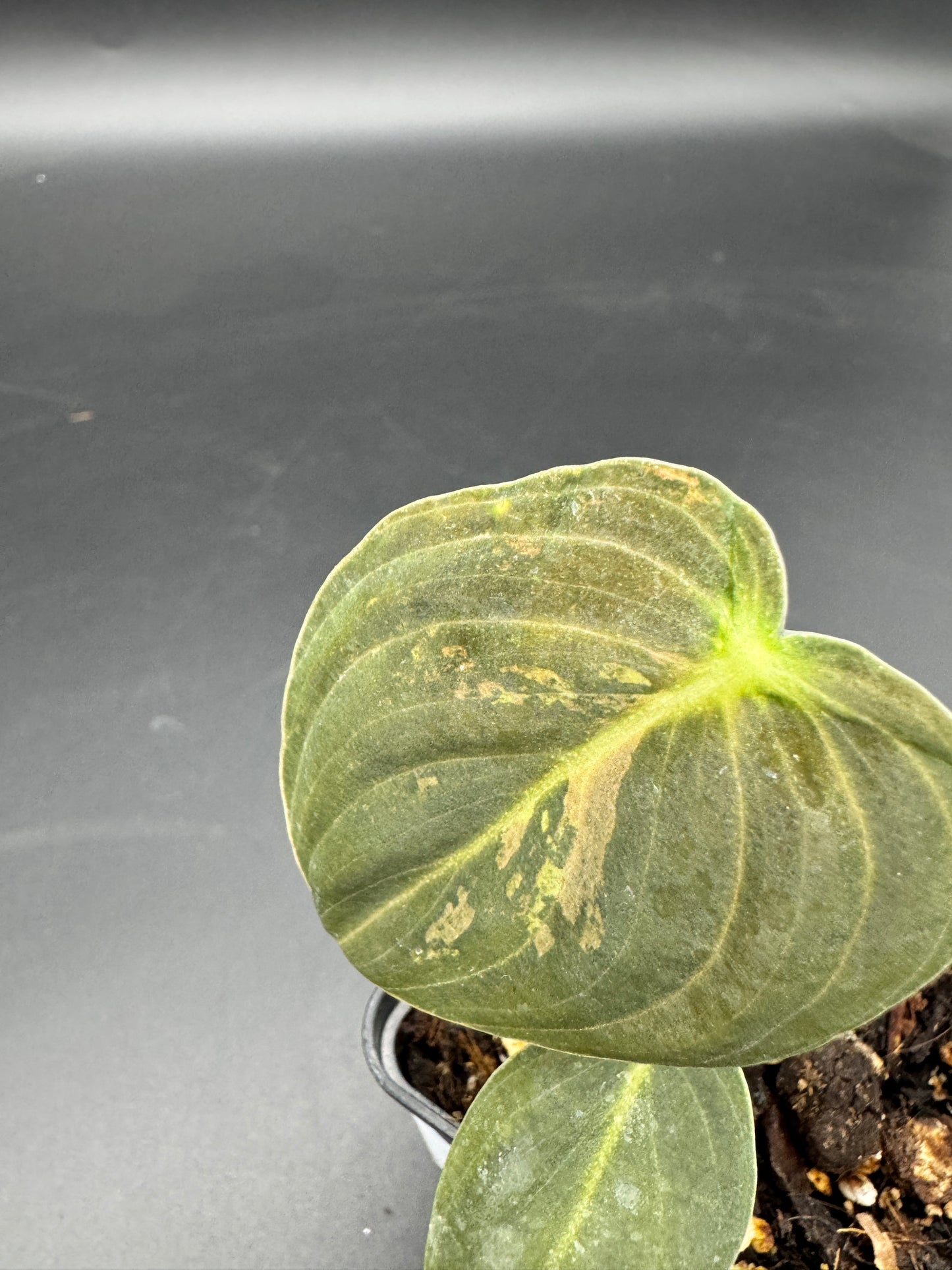 Philodendron melanochrysum variegata