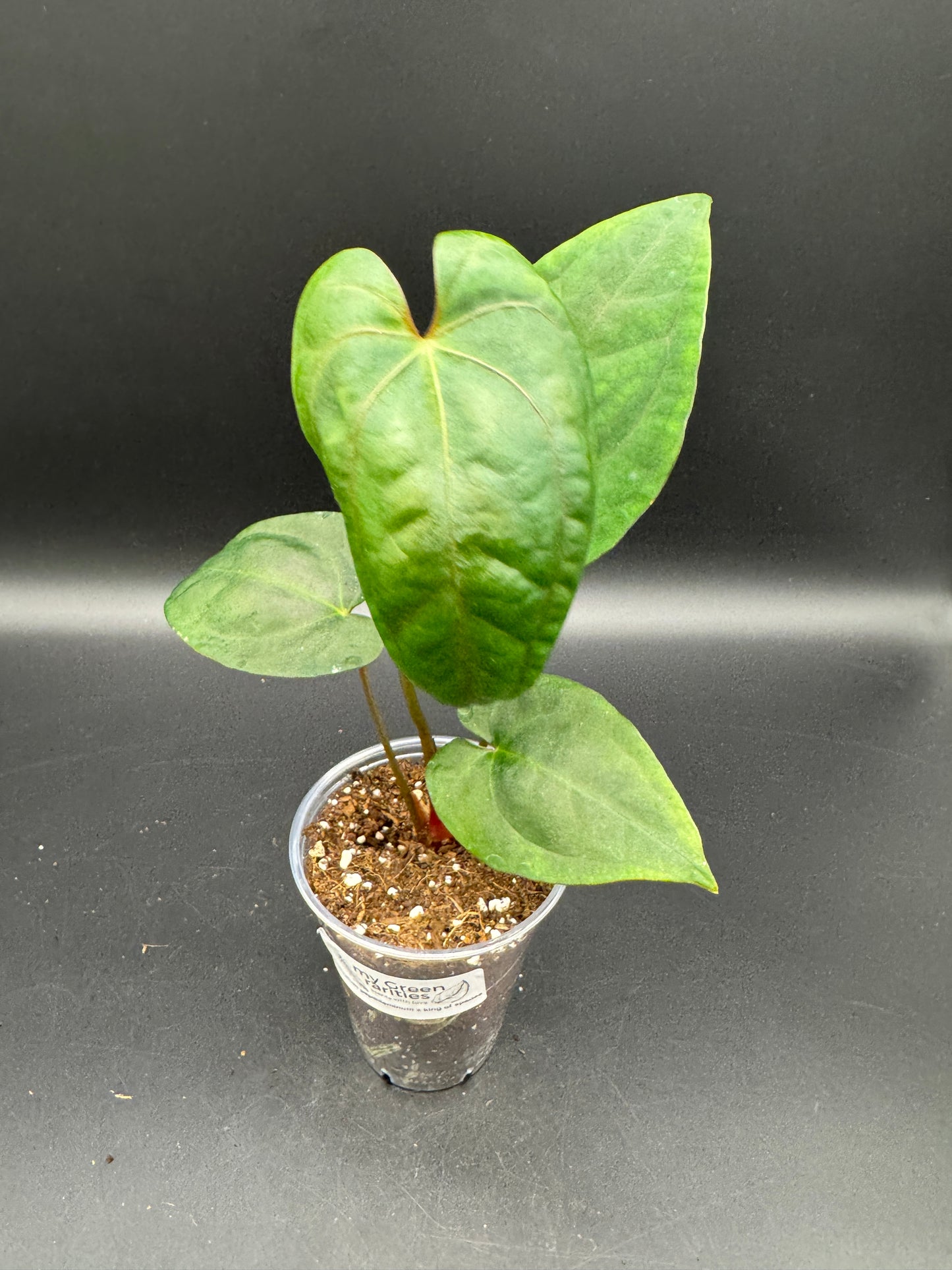 anthurium papillilaminum x king of spades