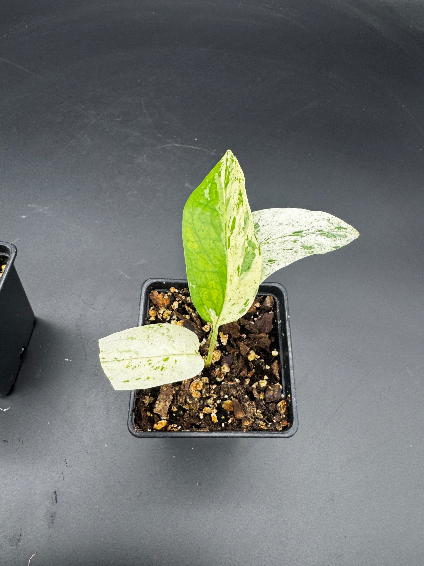 🌿 Epipremnum Collector’s Trio ⭐