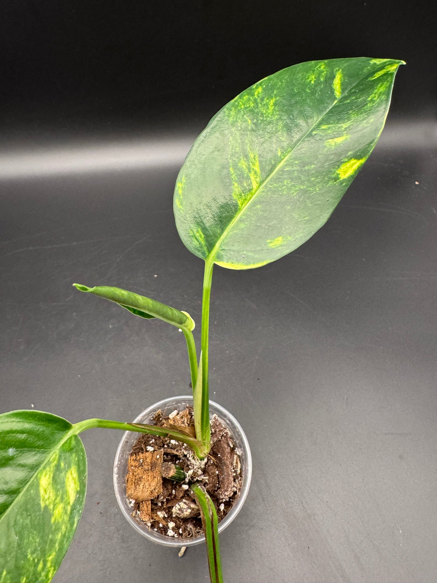 Epipremnum pinnatum kujang yellow Flame