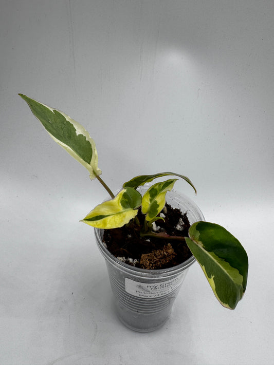 Philodendron Burle Marx white Lava