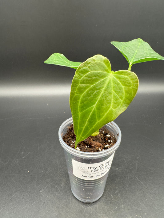 Anthurium Delta force