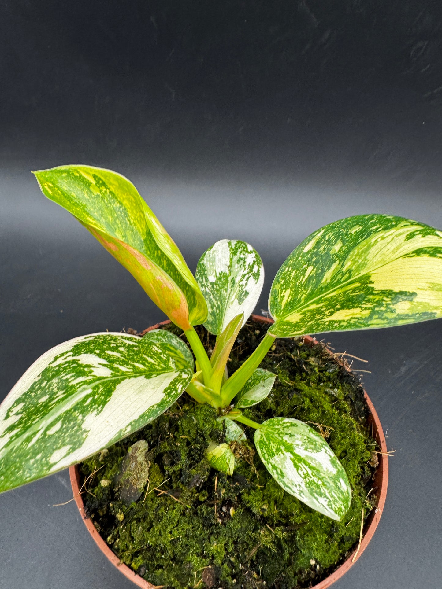 Philodendron Green Kongo variegata