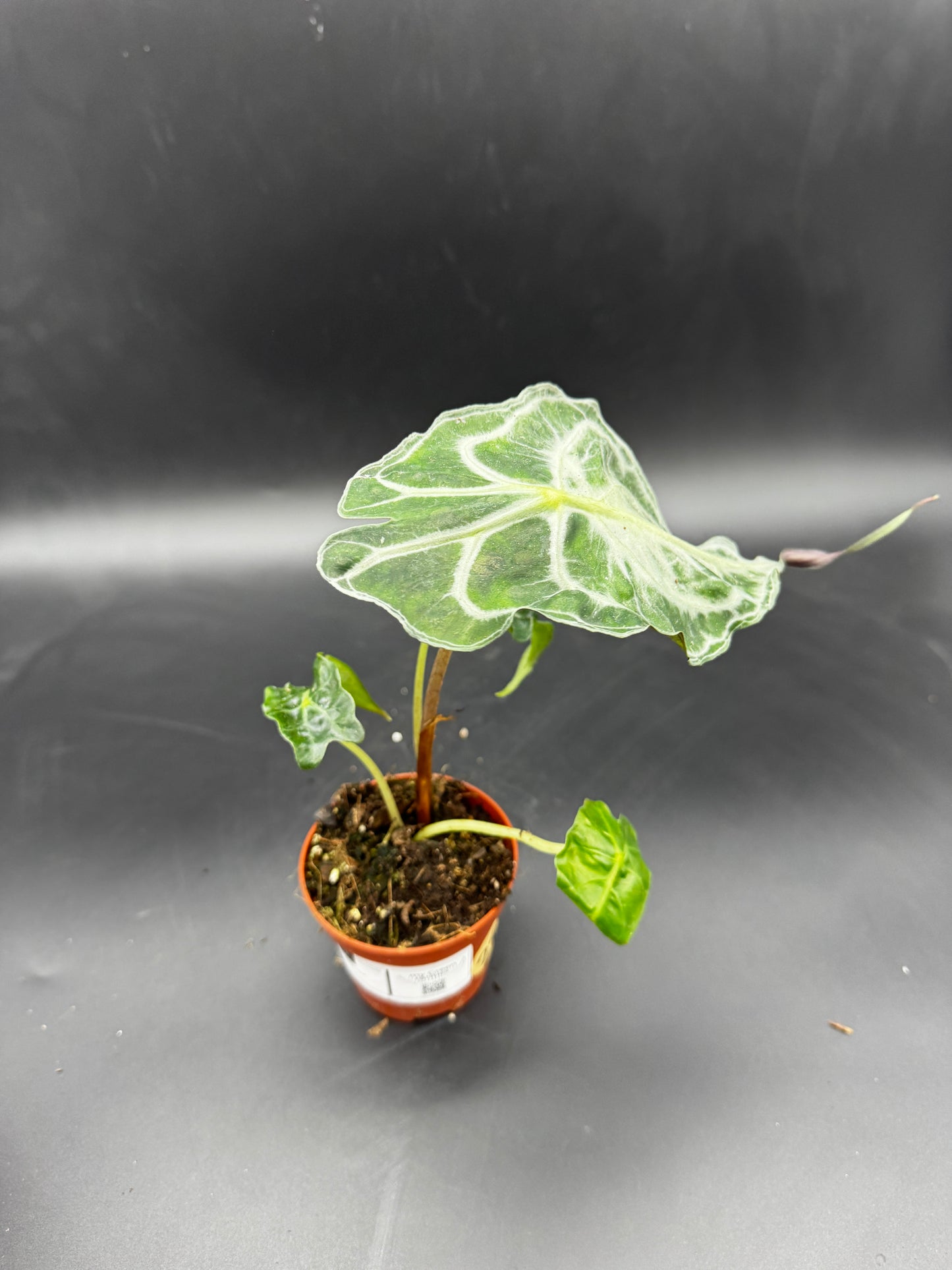 Alocasia Venom
