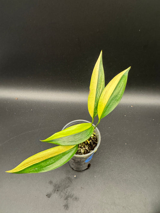 Epipremnum Amplissimum Aurea variegata