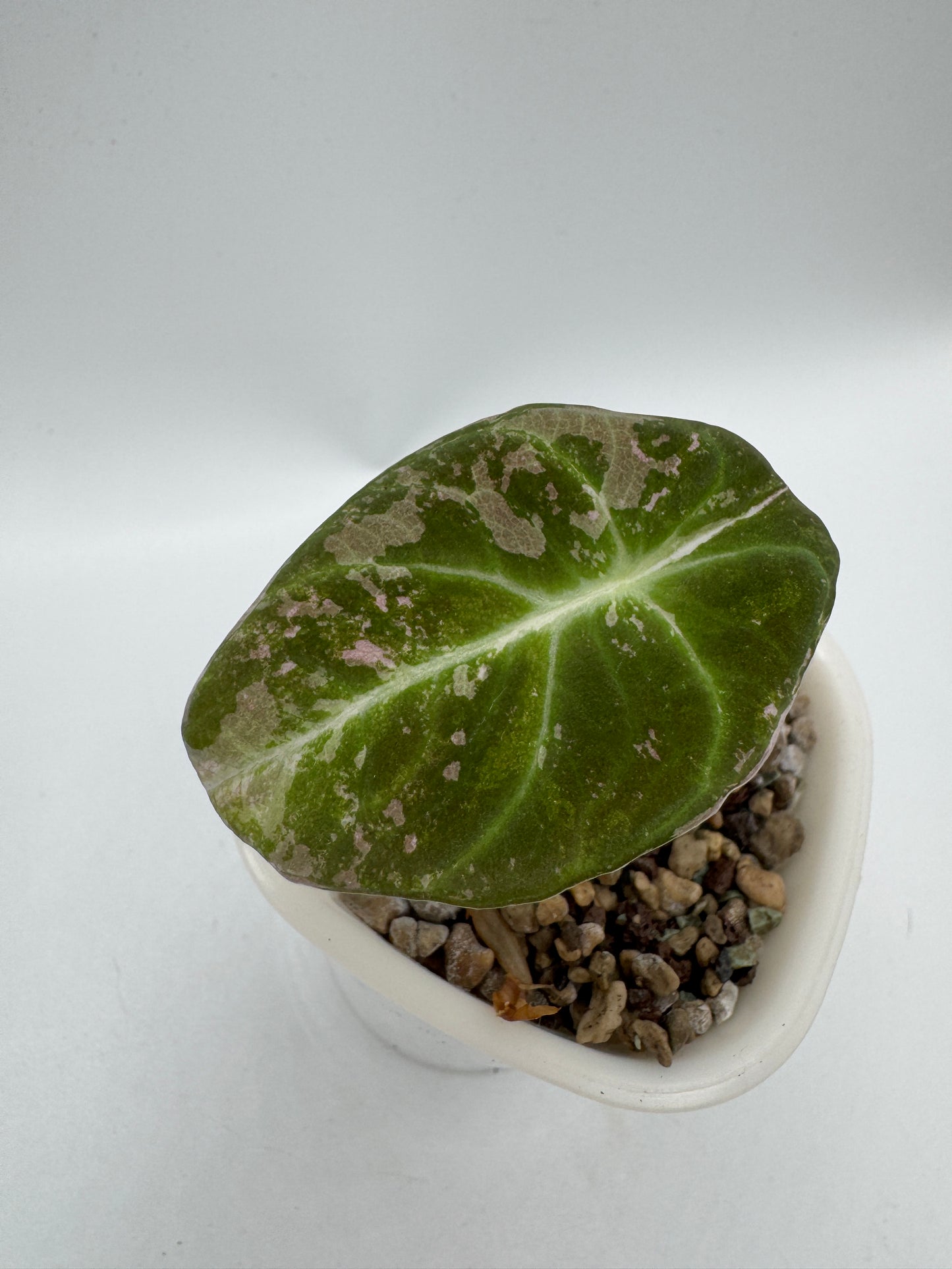 Alocasia black velvet pink variegata