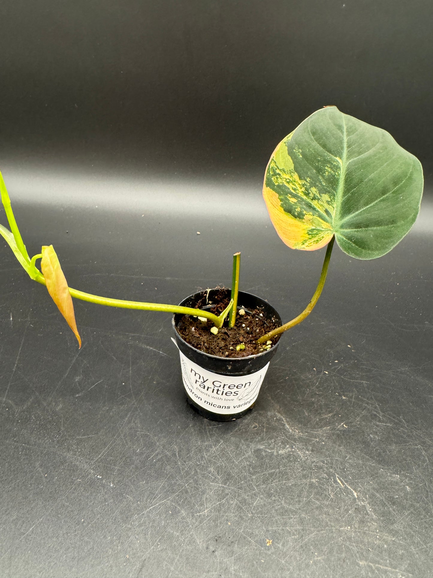 Philodendron micans variegata