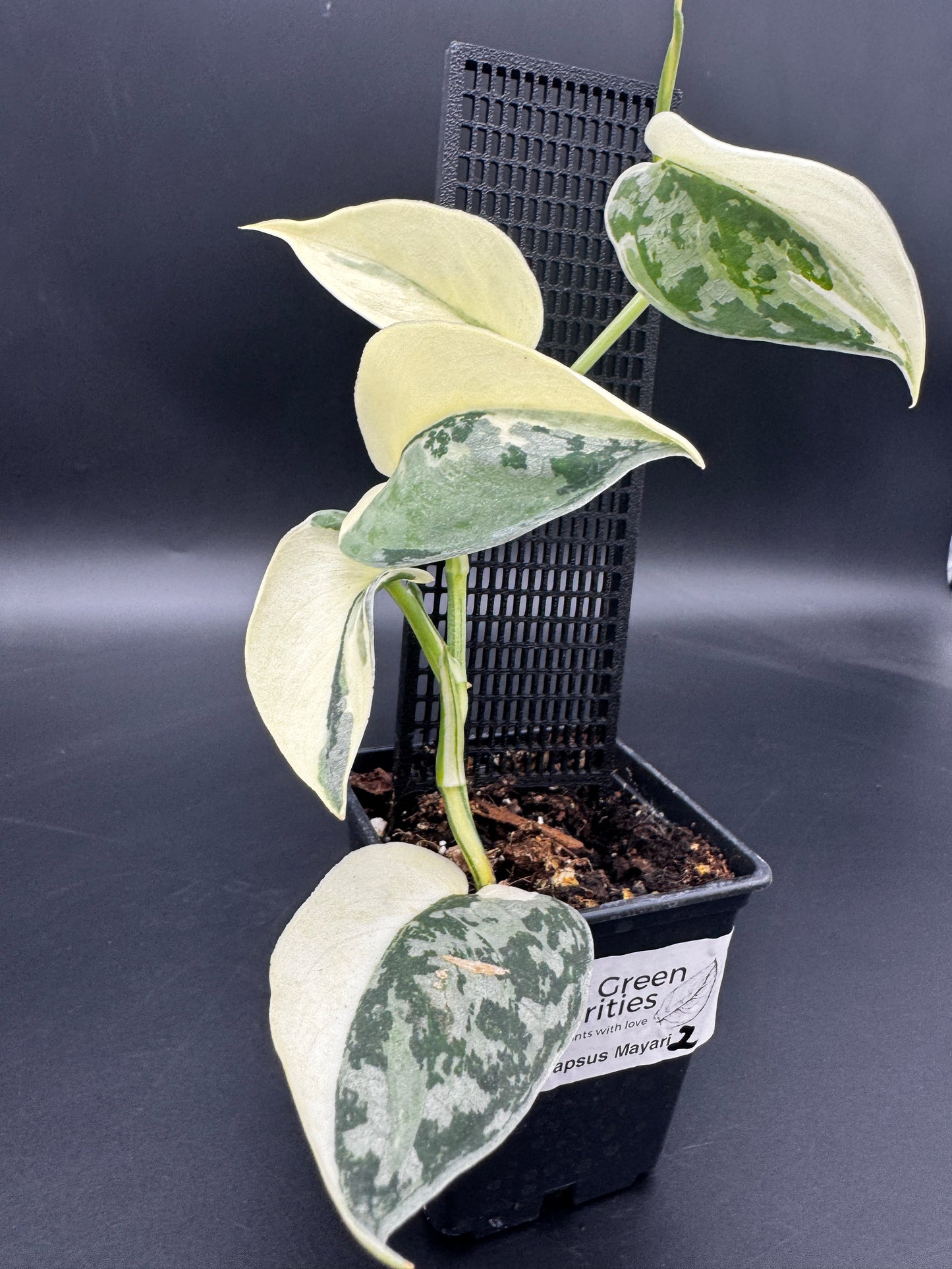 Scindapsus Mayari