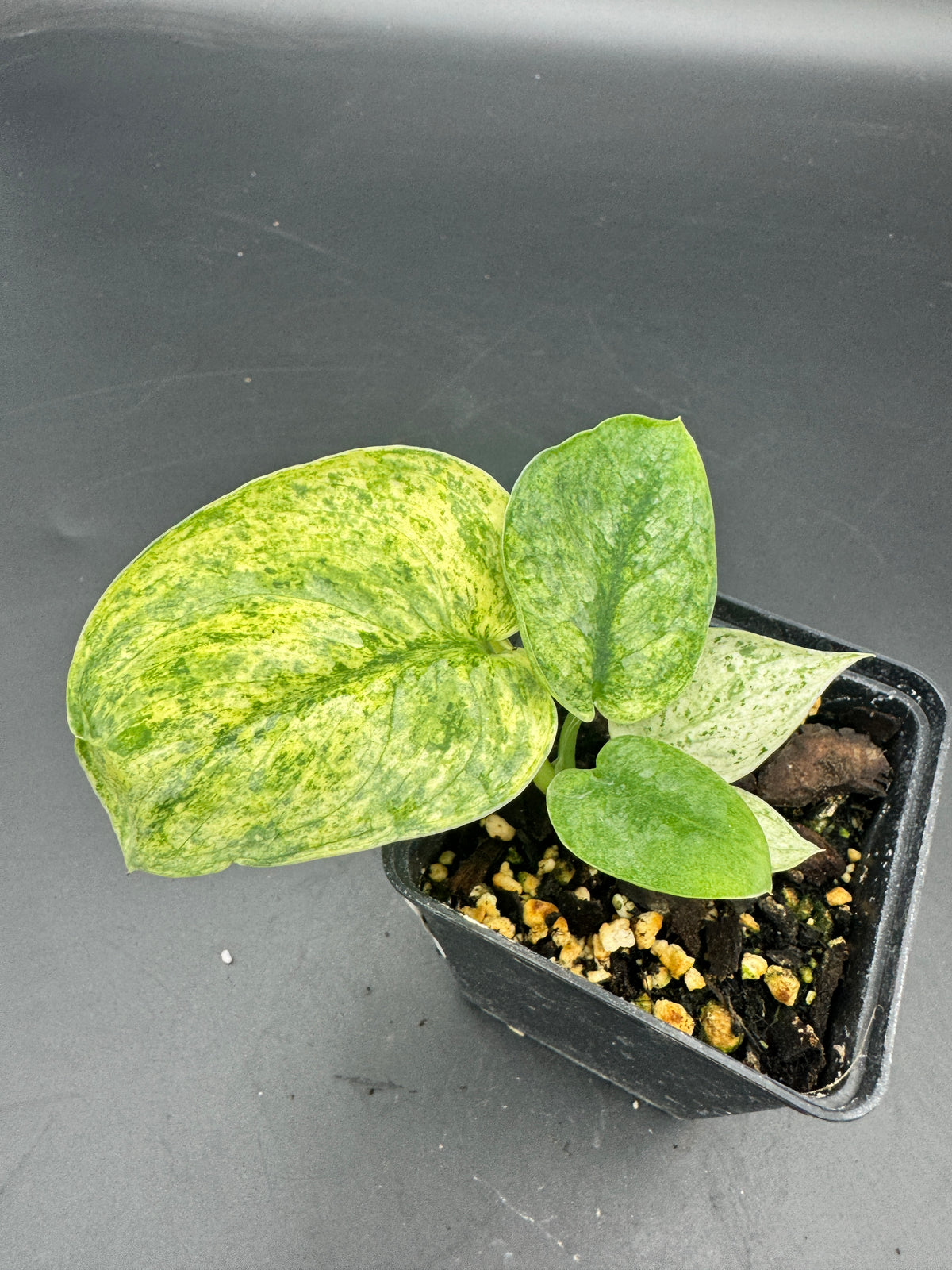 Scindapsus Silver Splash variegata