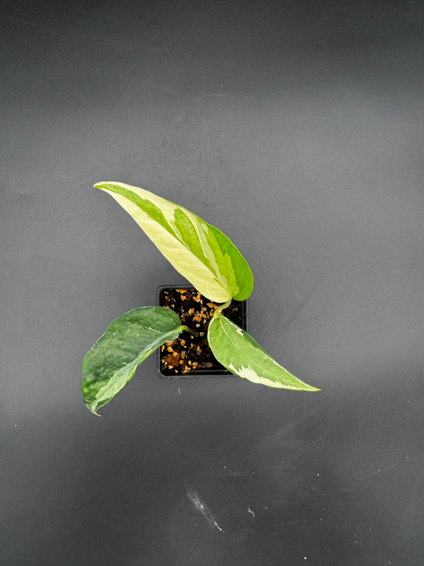 Epipremnum pinnatum Ghostie
