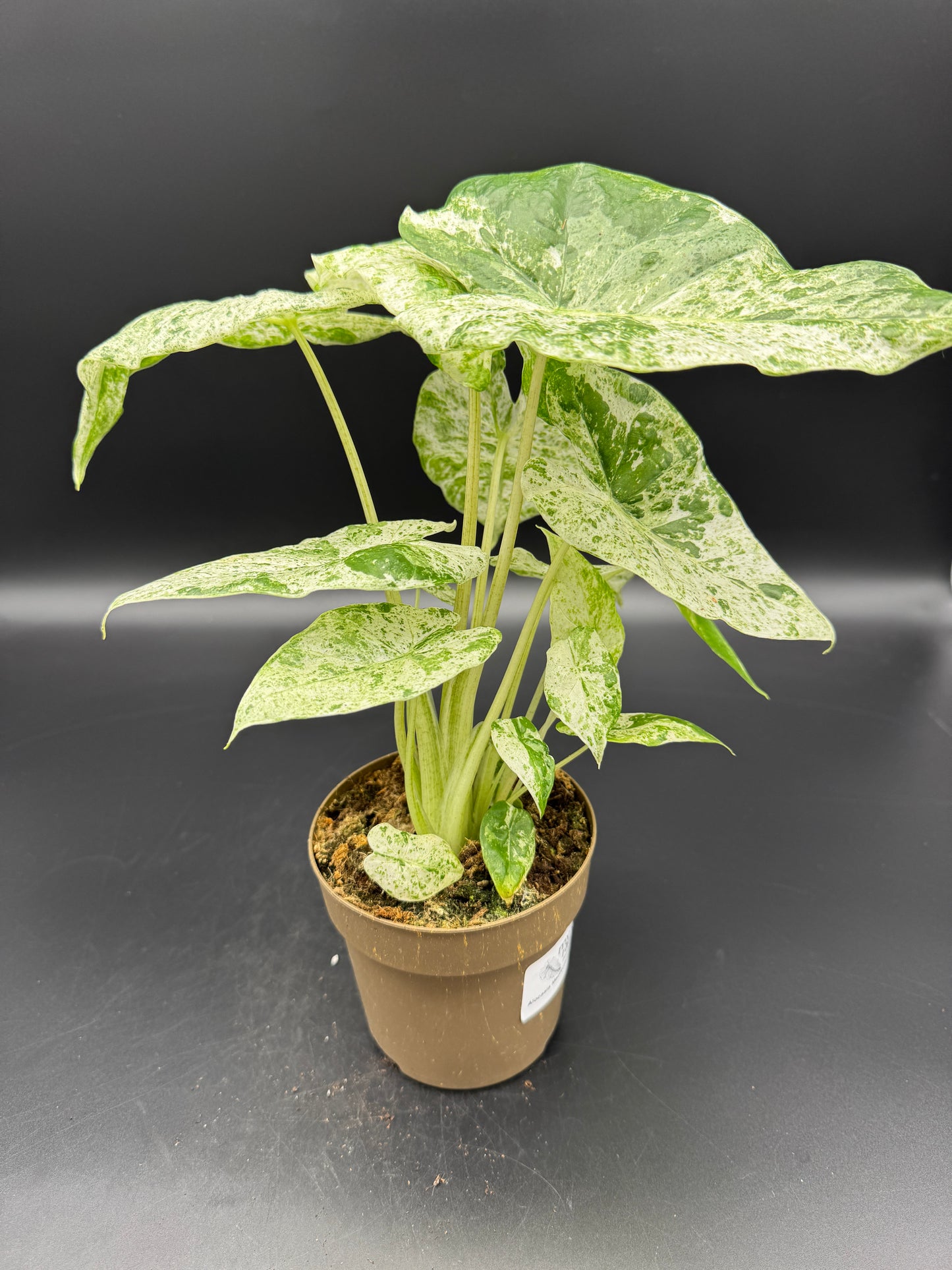 Alocasia macrorrhizos 'Splash'