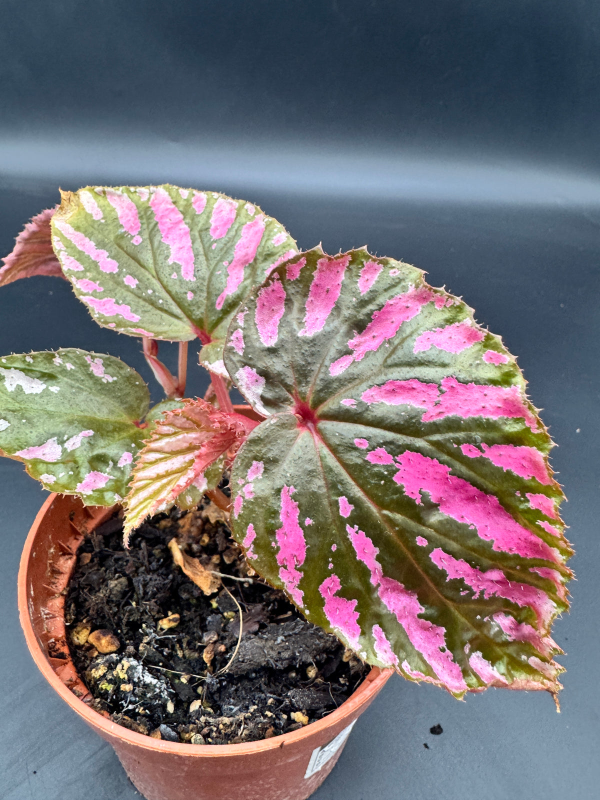 Begonia Brevirimosa