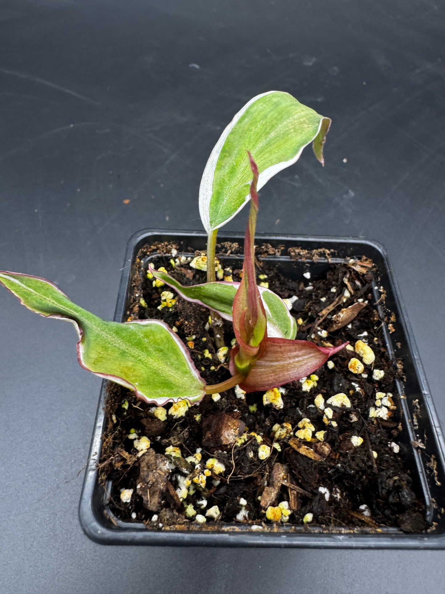 Philodendron micans velvet halo variegata