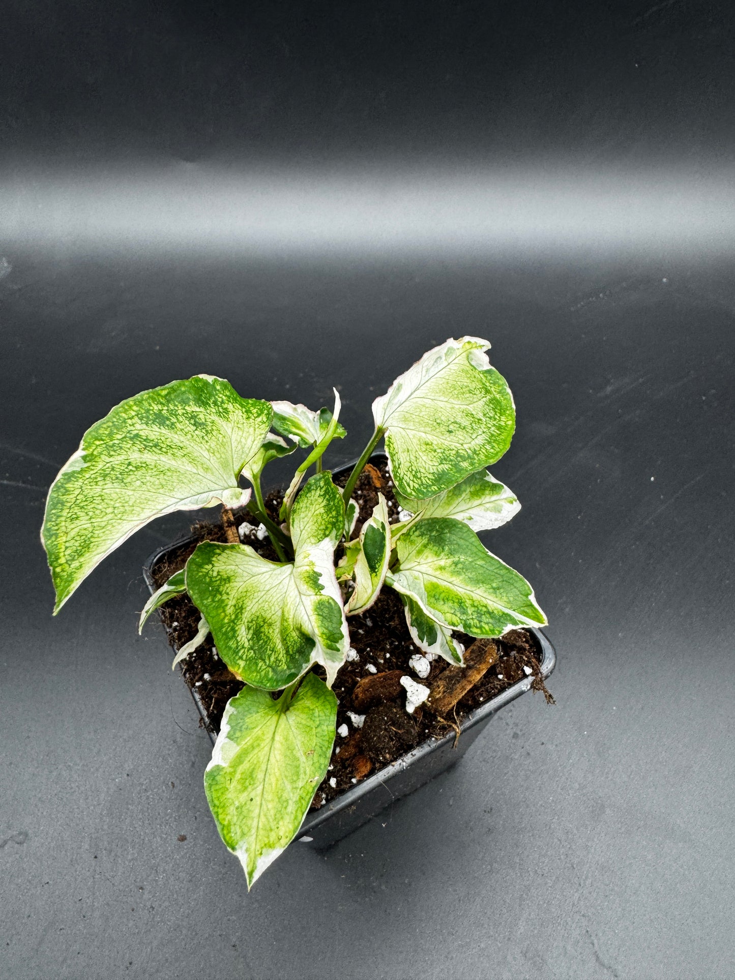 Syngonium Starlite