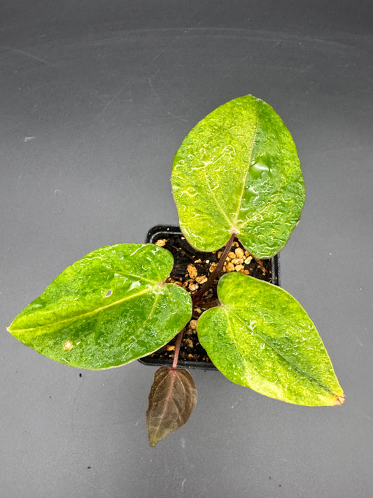 Anthurium RVDP (Red Vein Dark Phoenix) variegata