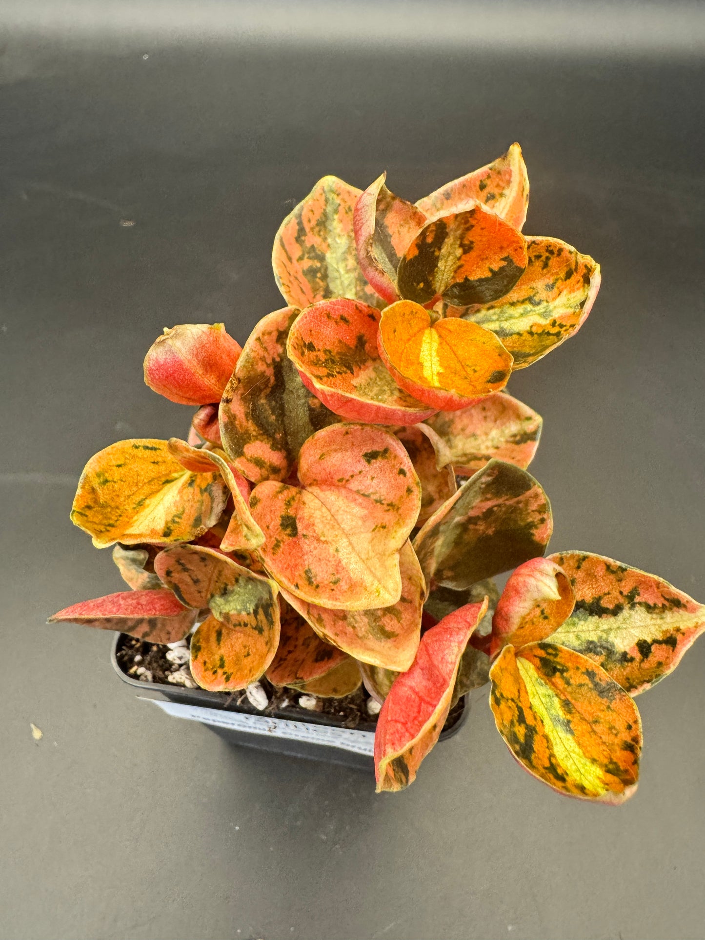Peperomia Creme brulee