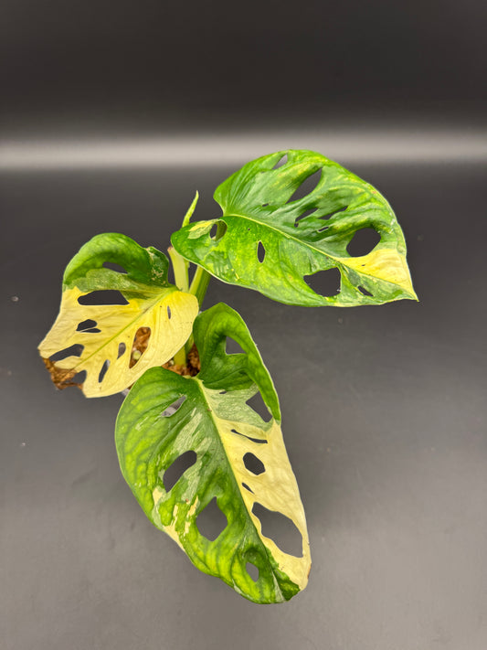 Monstera Adansonii albo variegata kopfsteckling