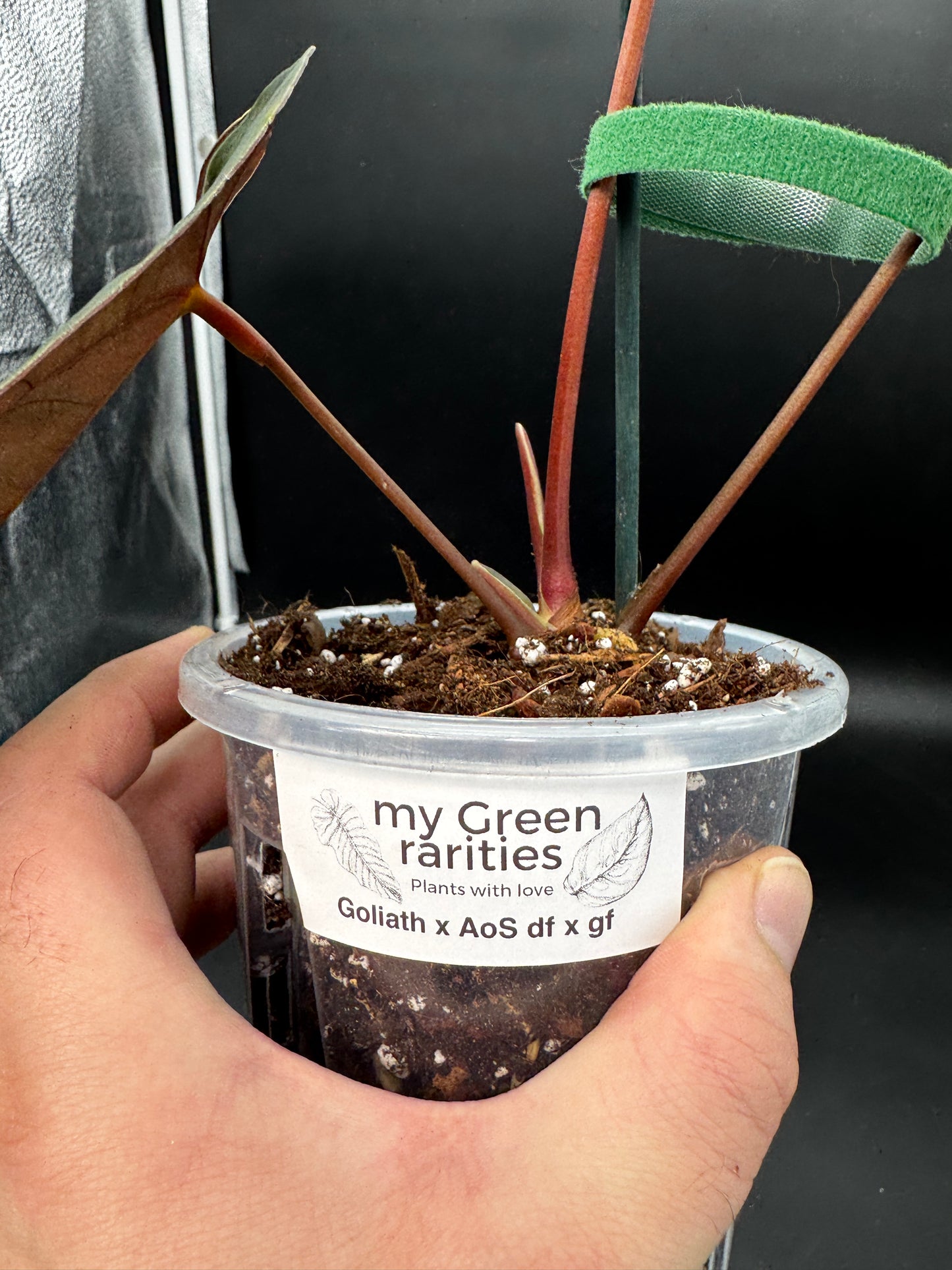 Anthurium Goliath x Ace of Spades Dark Form x Green Form