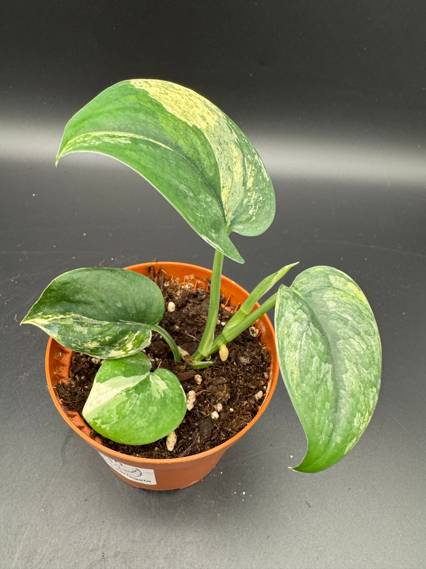 Scindapsus Jade Satin variegata