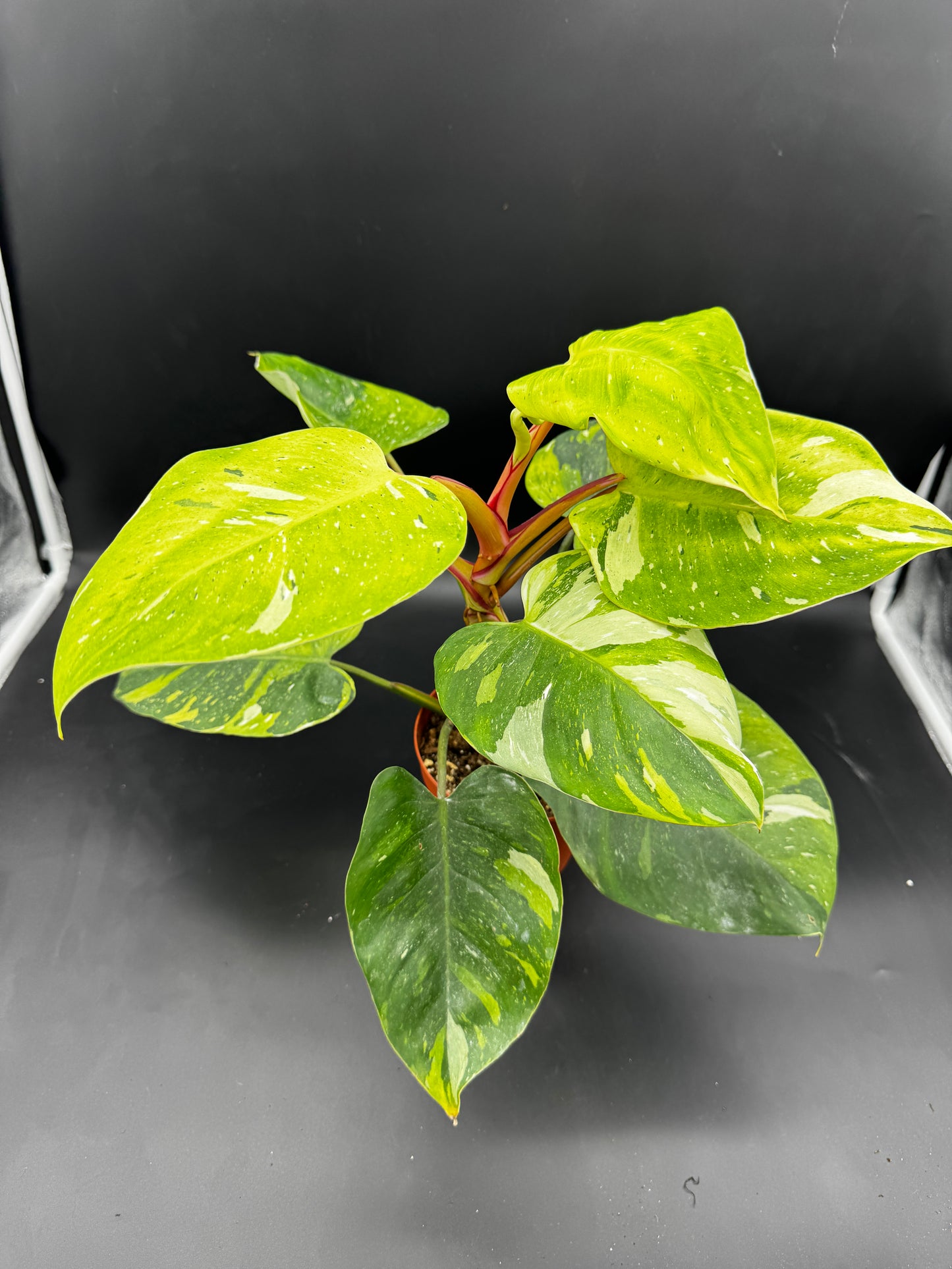 Philodendron white Princess Aurea Tricolorcutting angewurzelt mit Neuaustrieb