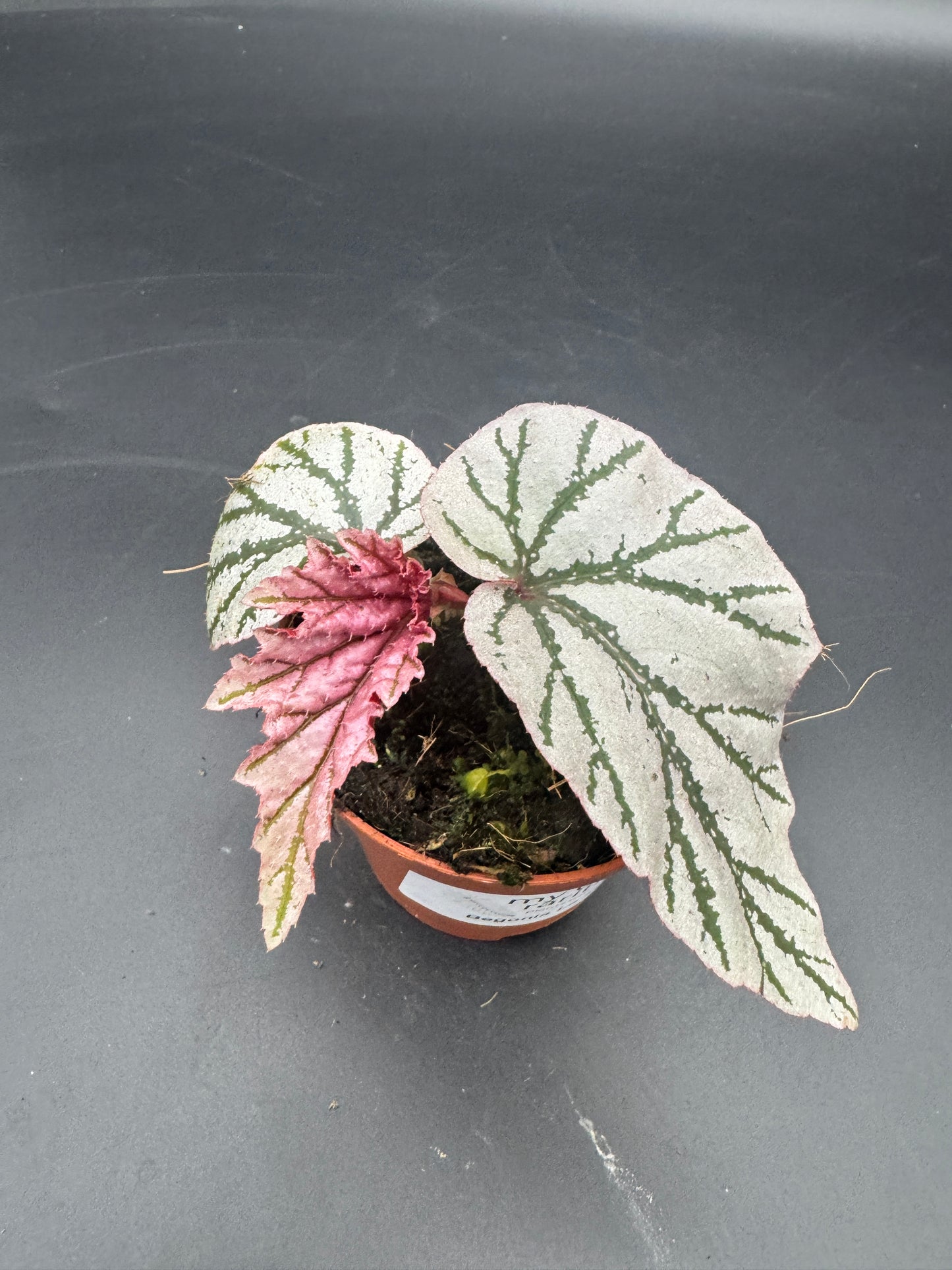 Begonia LaMoon