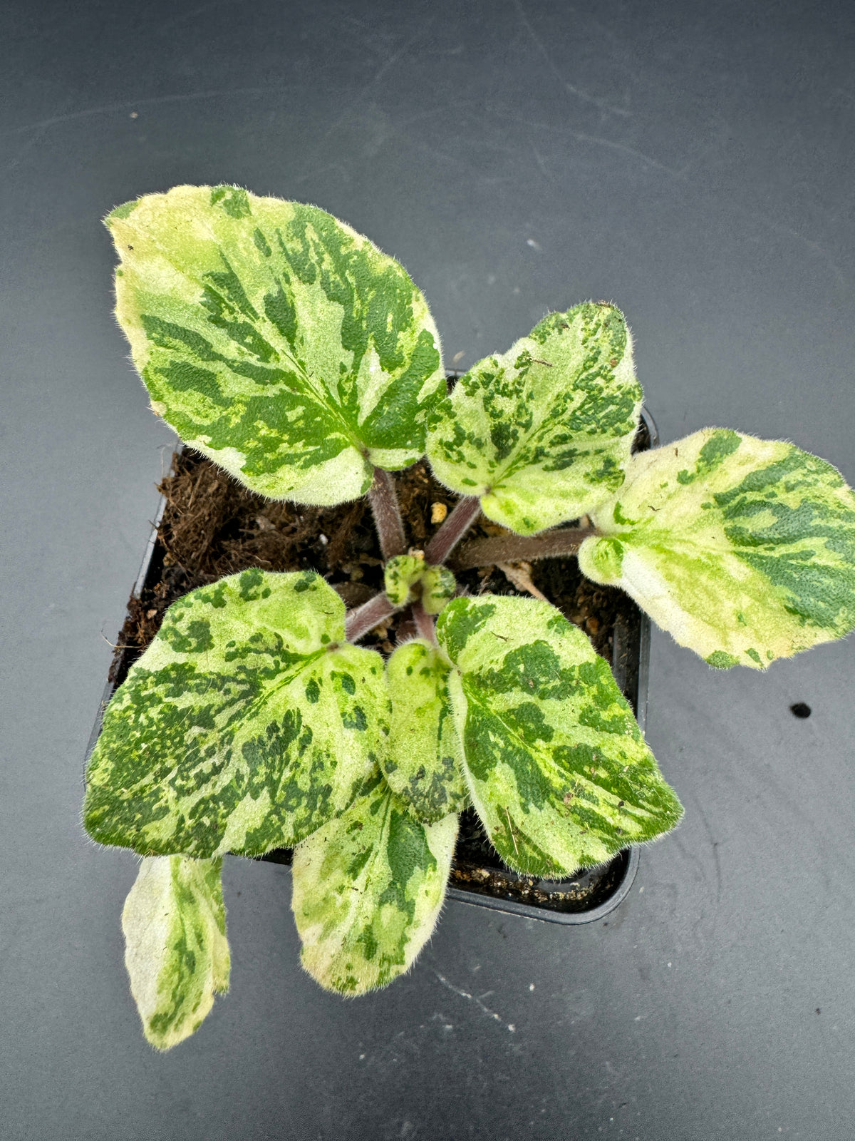 Sintpaulia Marble reife