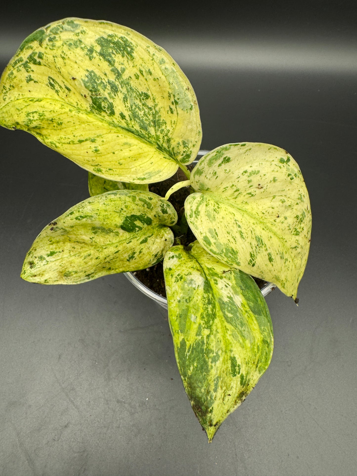 Scindapsus Jade Satin Creme brulee
