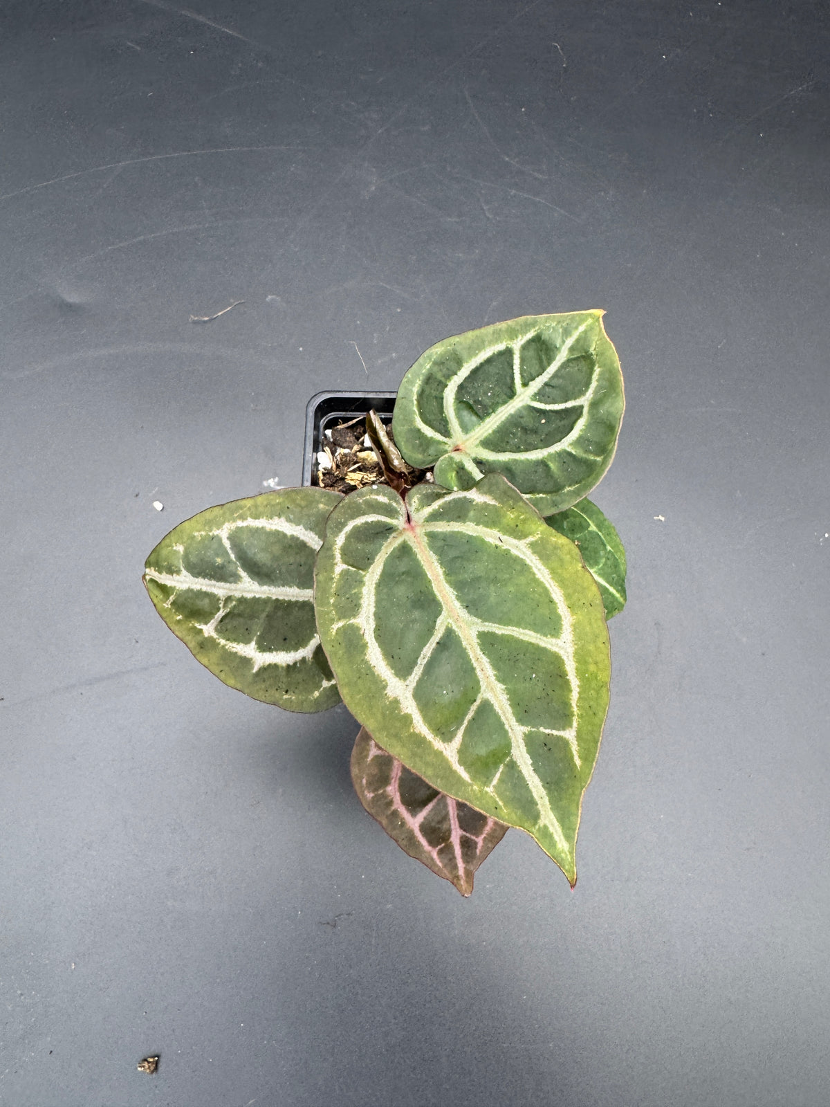 Anthurium Michelle x Michelle
