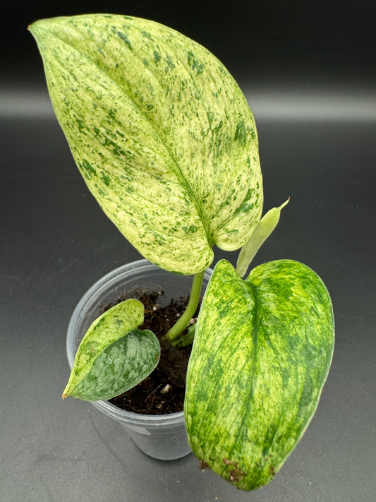 Scindapsus Silver Splash var.