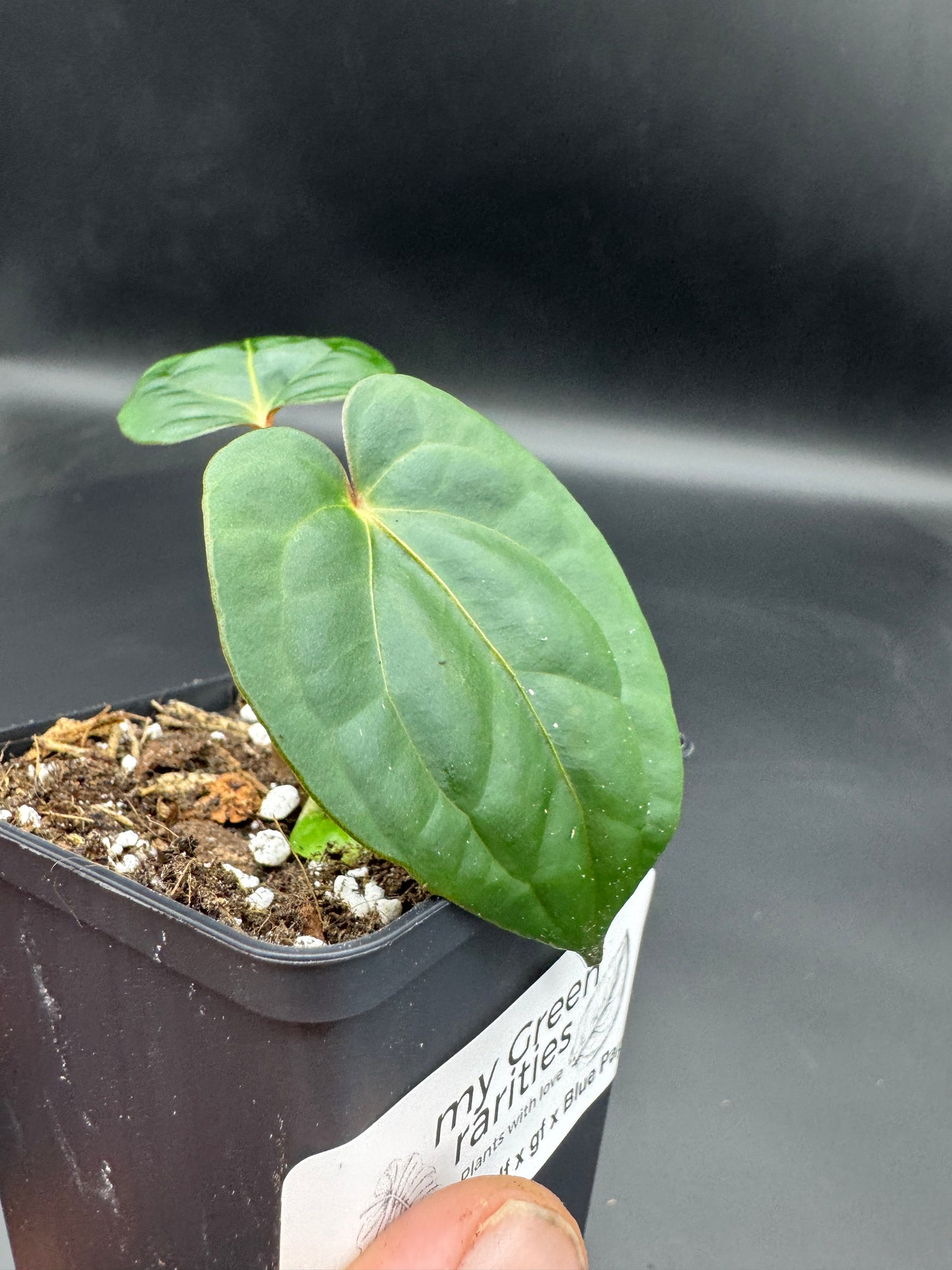 Anthurium Ace of spades df x gf x blue Papillilaminum