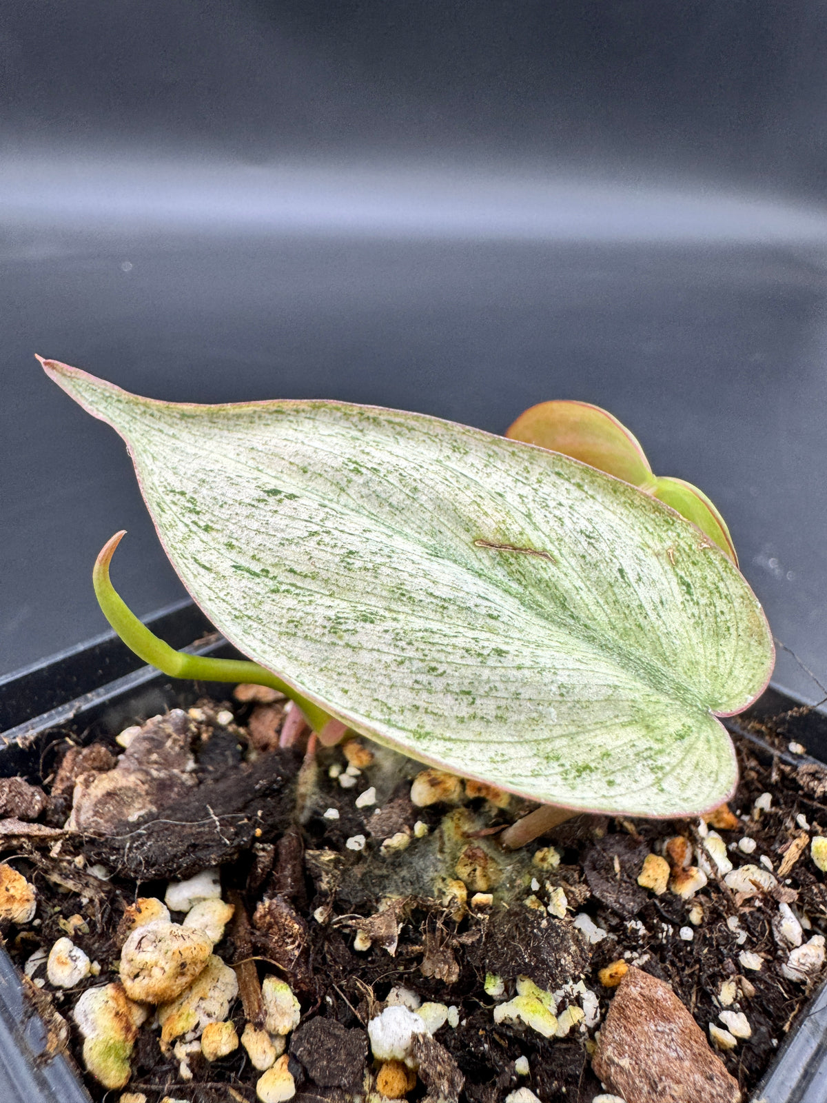 Philodendron micans pink marble variegata