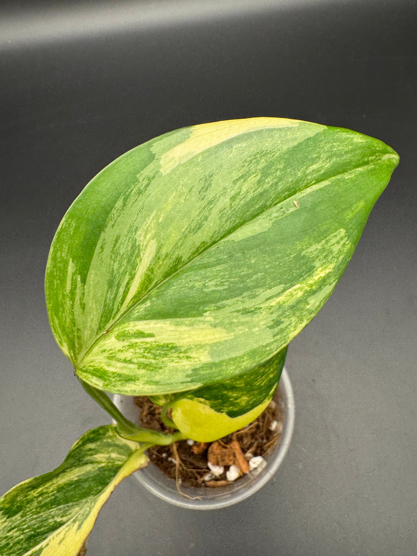 Scindapsus Longistipitatus Aurea