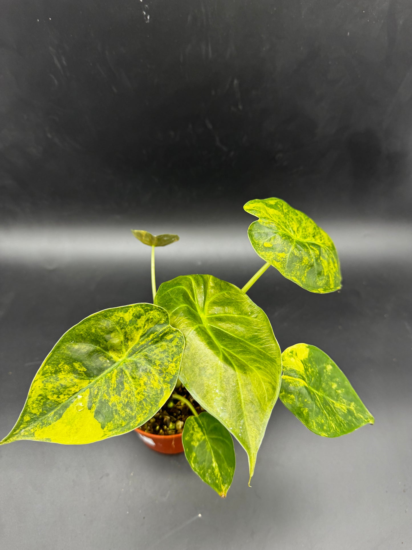 Alocasia wentii Aurea