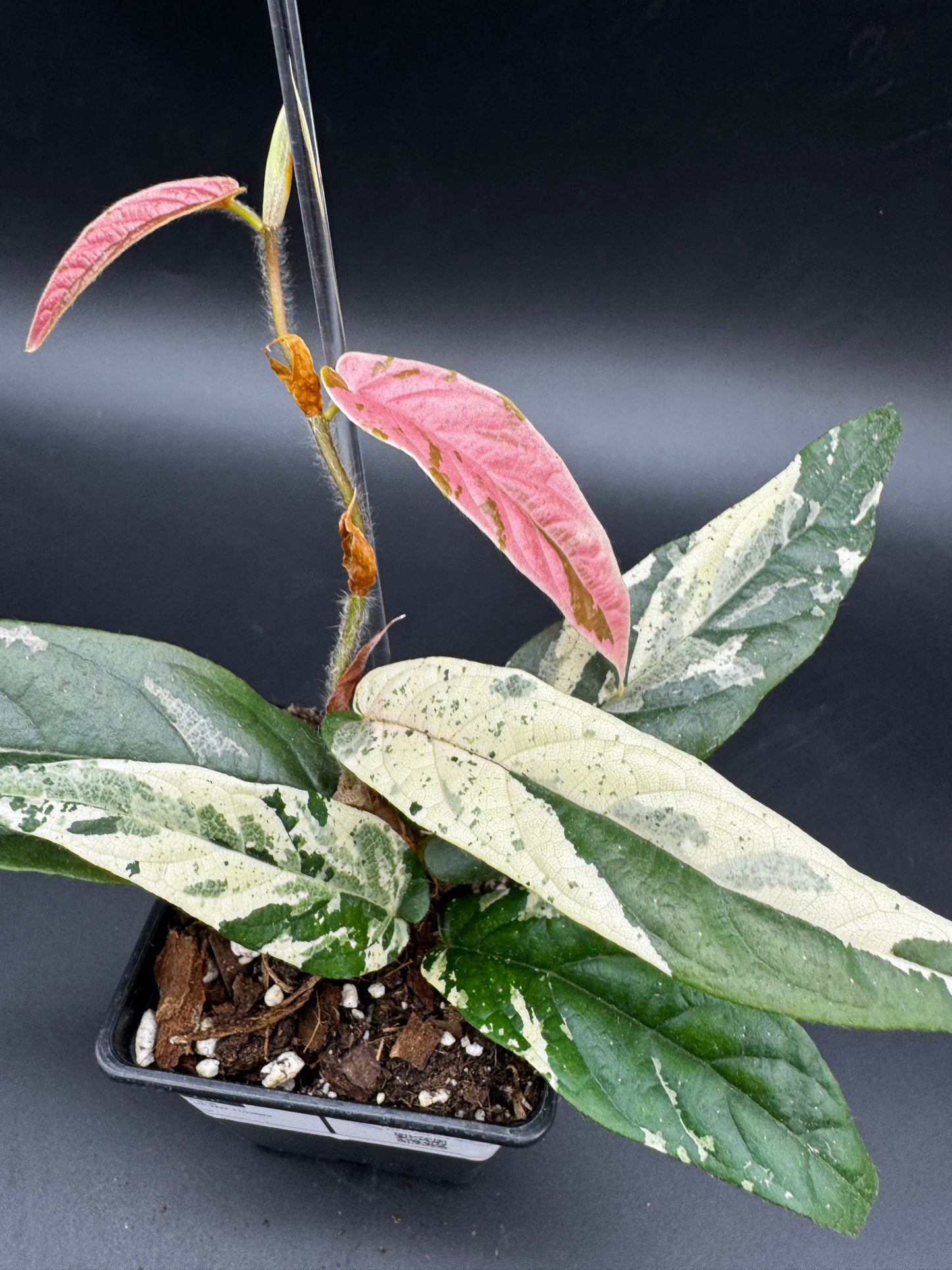 Ficus Sagittata Pink Variegata