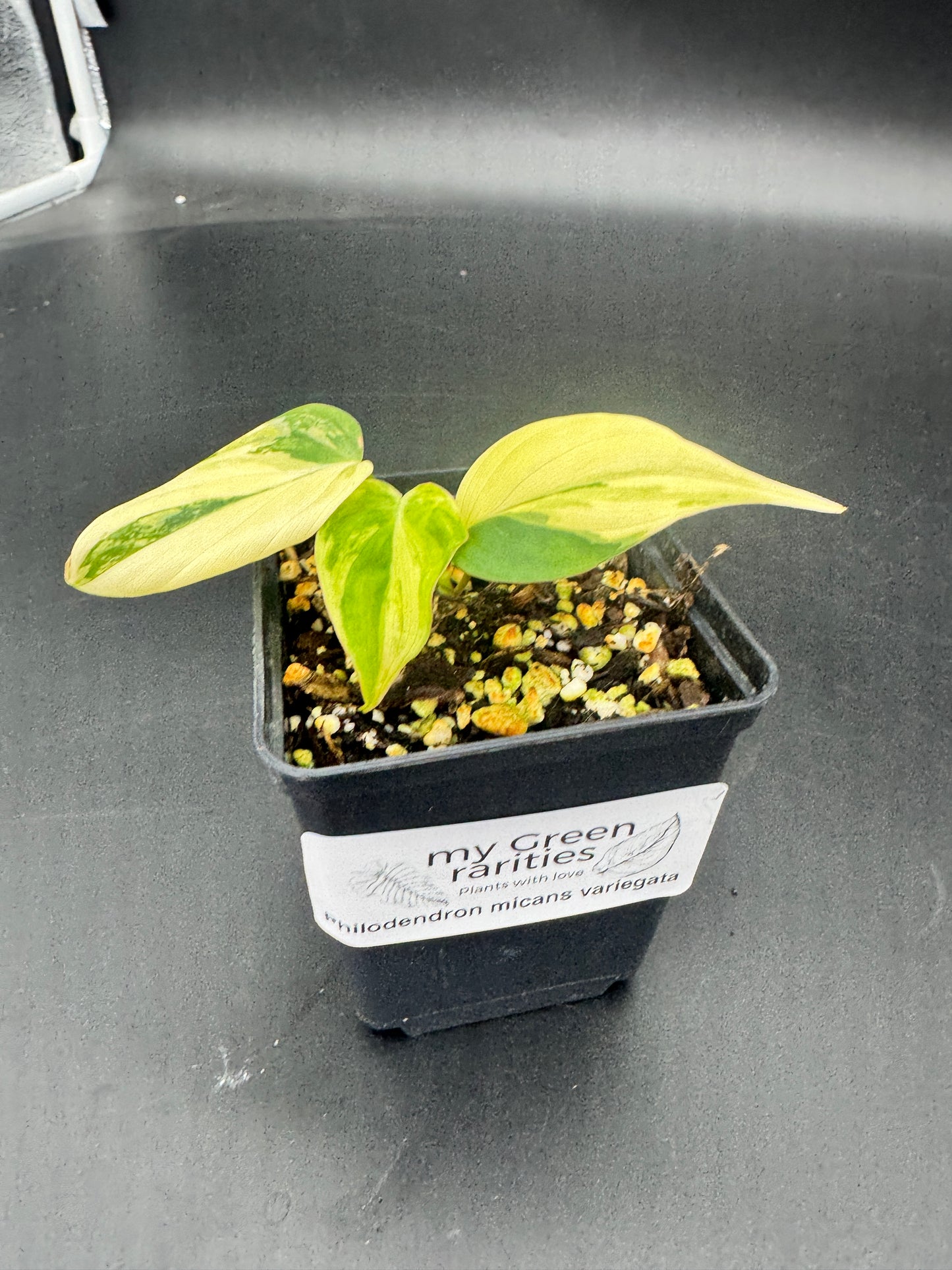 Philodendron micans variegata