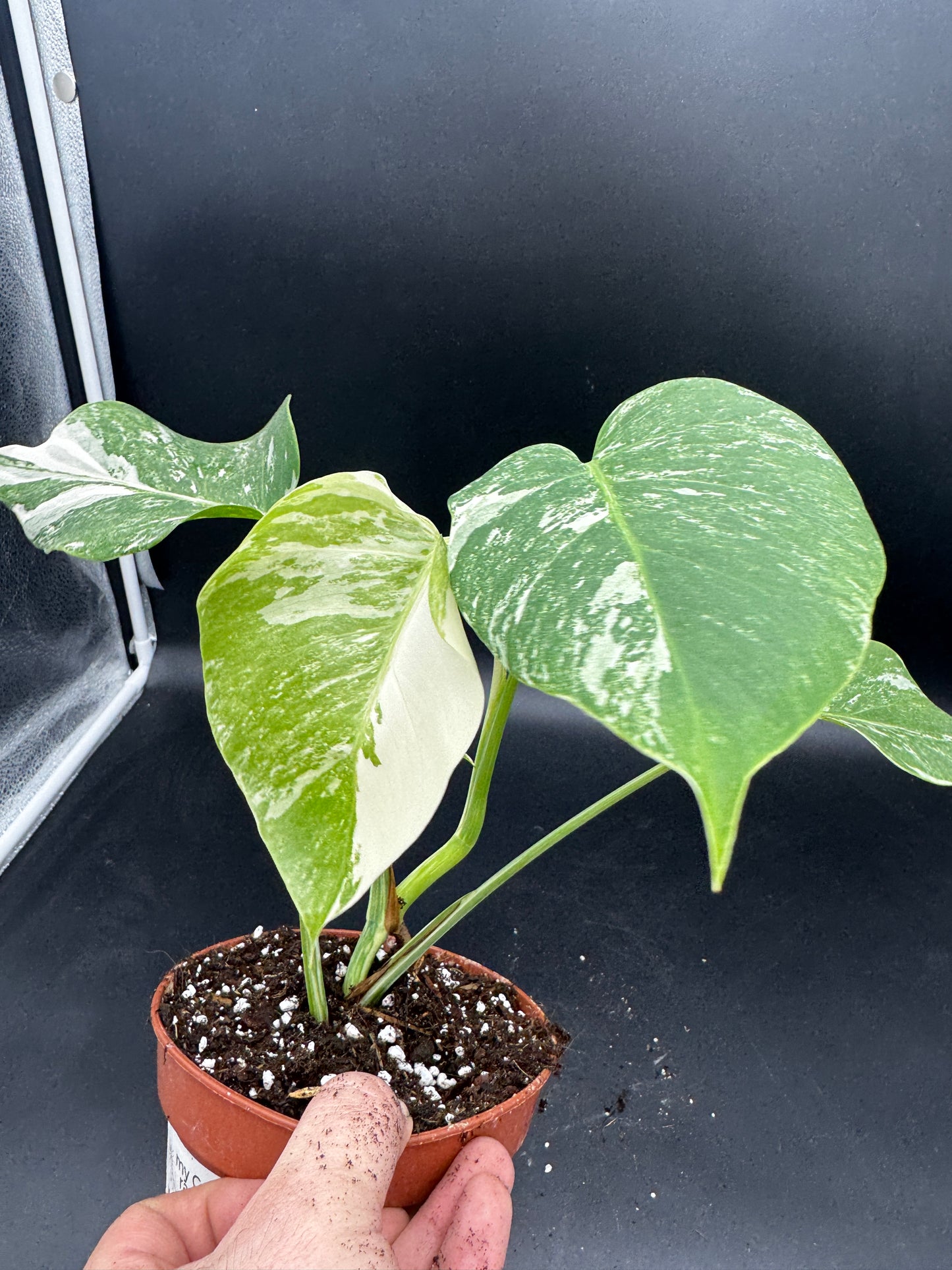 Monstera deliciosa variegata