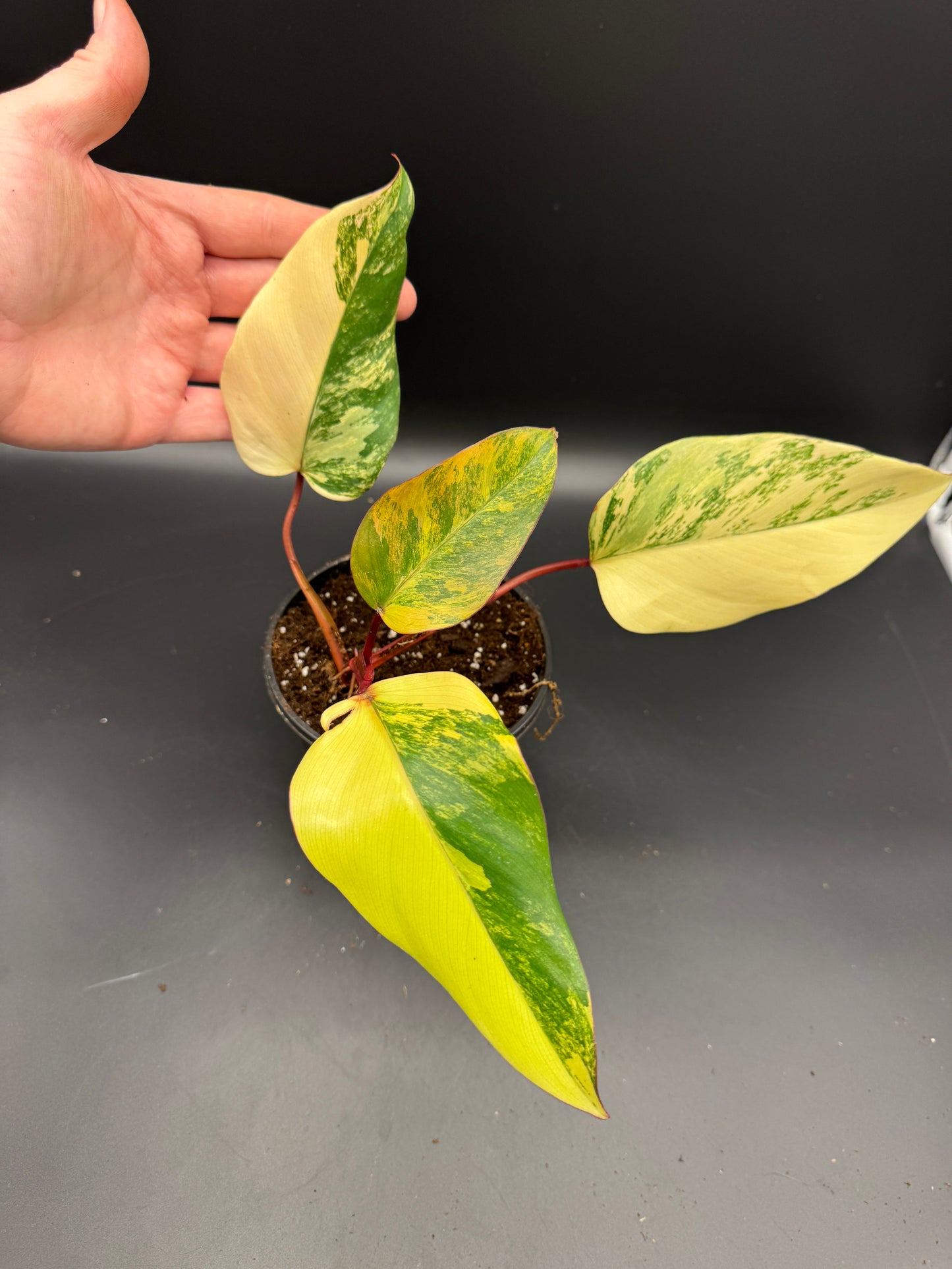 Philodendron strawberry Shake