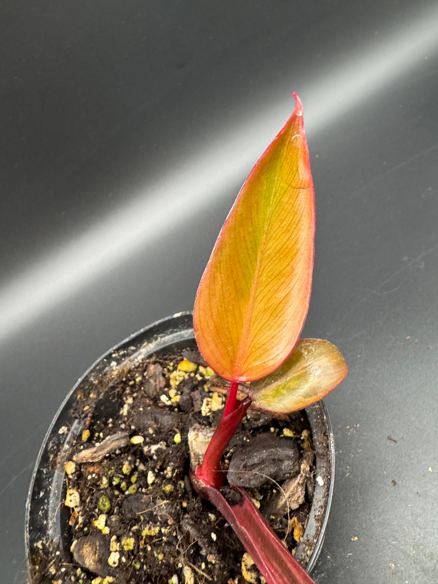Philodendron strawberry Shake