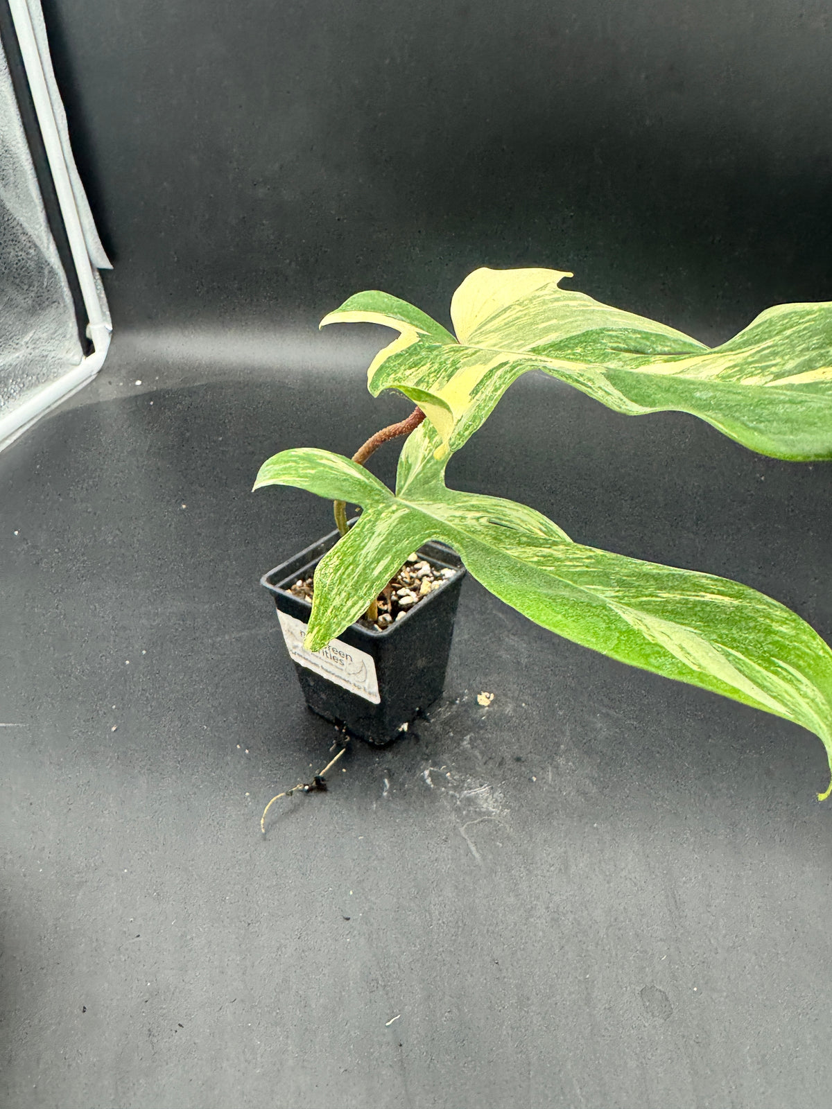 Philodendron Florida Beauty