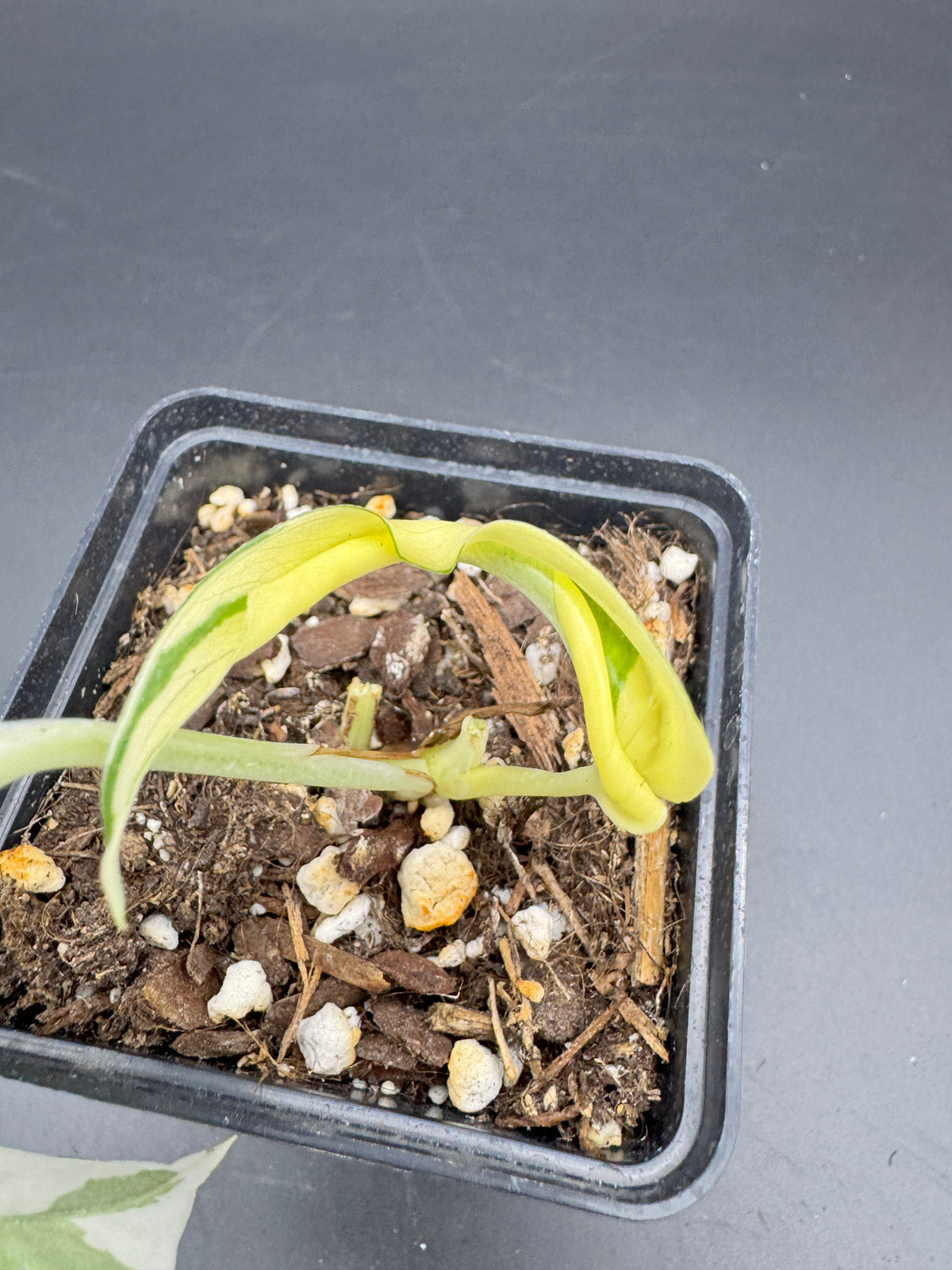 Epipremnum pinnatum Ghostie