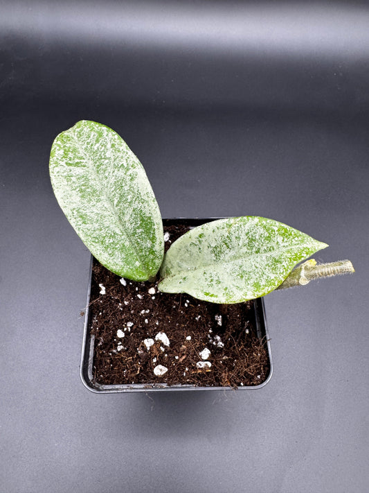 Hoya carnosa Nova Ghost